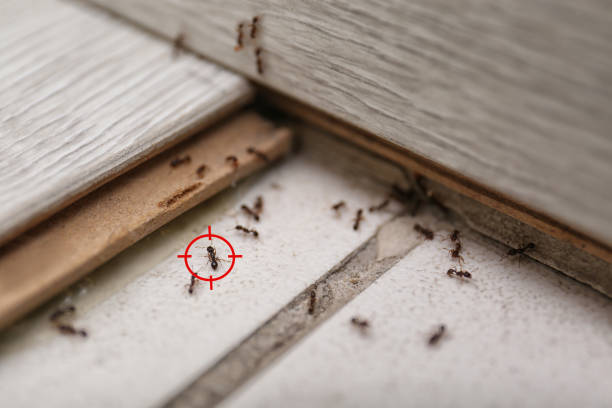 Best Local Pest Control Services  in Signal Hill, CA