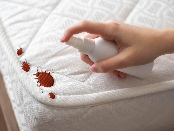 Wasp Removal Services in Signal Hill, CA