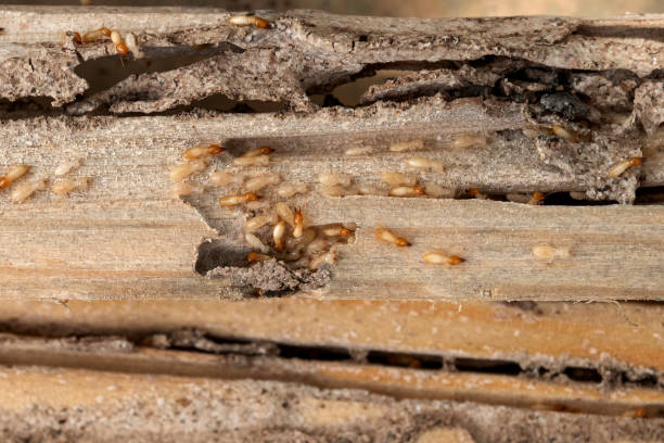 Best Spider Control Near Me  in Signal Hill, CA