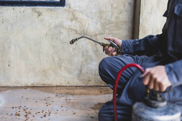 Best Affordable Pest Control Services  in Signal Hill, CA