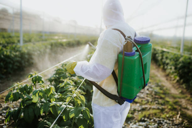 Best Wasp Removal Services  in Signal Hill, CA